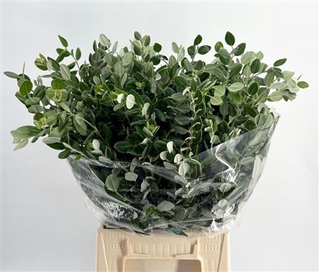 <h4>Pittosporum Ralphy Extra</h4>