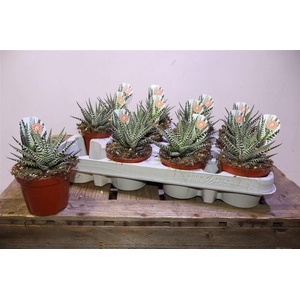 Haworthia F Big Band