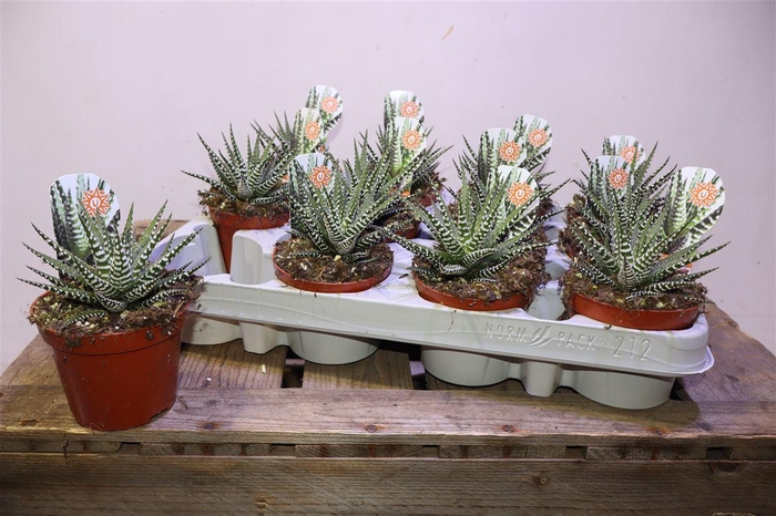 <h4>Haworthia F Big Band</h4>
