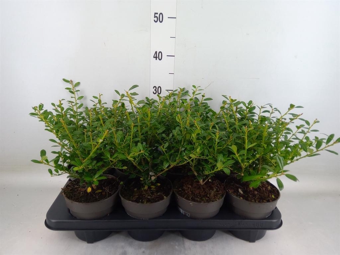 <h4>Ilex crenata</h4>