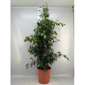 Ficus benja. 'Danielle'