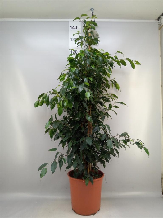 <h4>Ficus benja. 'Danielle'</h4>