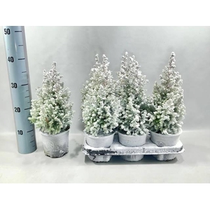 CHAM THY EXCELL POINT P13 SNOW