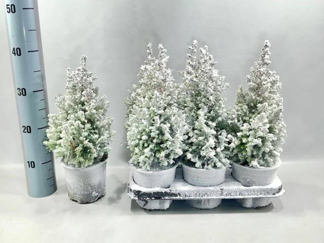 <h4>CHAM THY EXCELL POINT P13 SNOW</h4>