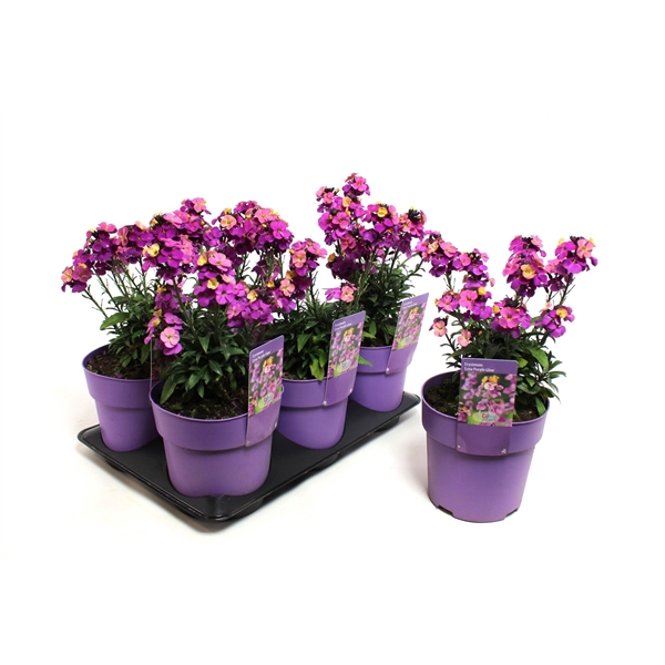 <h4>Erysimum Leya Purple Glow</h4>