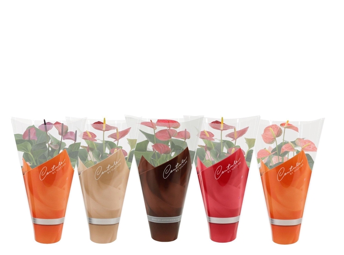 Anthurium 4 color mix in Couture sleeve