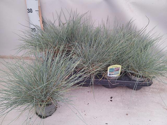 <h4>FEST GLAUCA</h4>