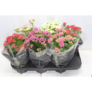 KALANCHOE DOBRADO P15