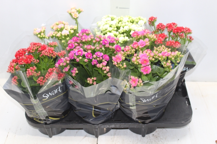 KALANCHOE DOBRADO P15