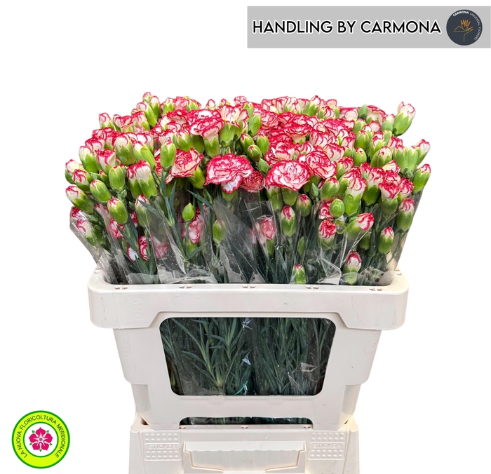 <h4>DI TR MINUETTO</h4>