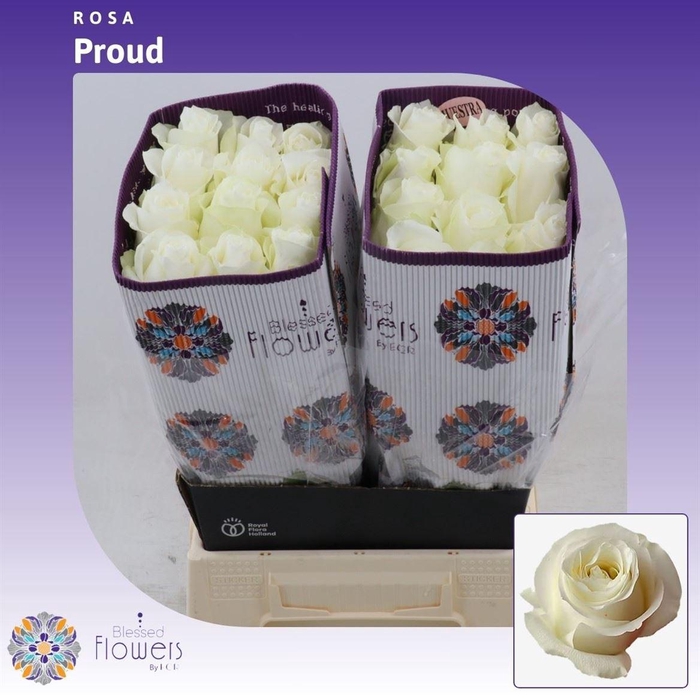 <h4>Rosa gr Proud</h4>