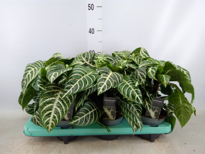 <h4>Aphelandra squar. 'Botanica'</h4>