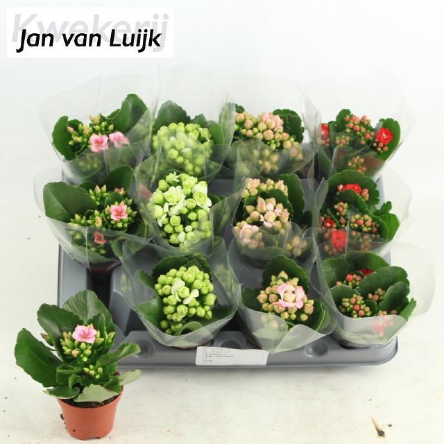 <h4>KAL GE GEM 4 KL</h4>