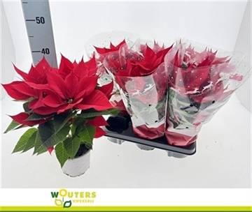 <h4>EUPHOR P CHR F RED</h4>