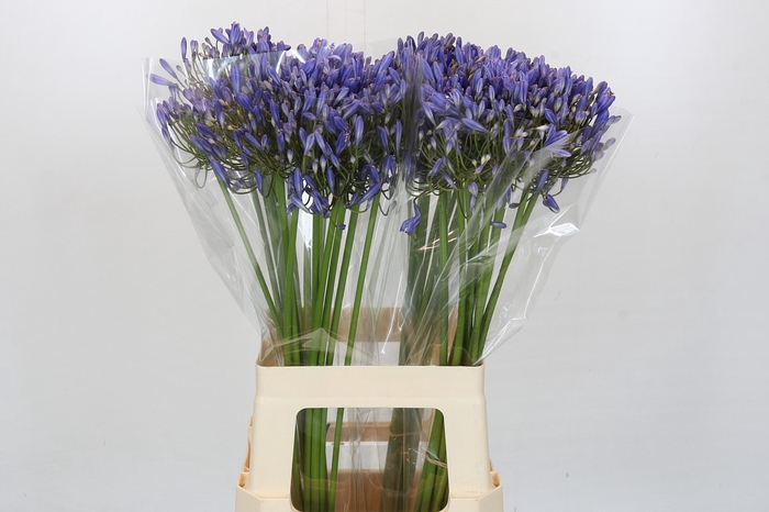 <h4>Agapanthus Blue Heaven</h4>