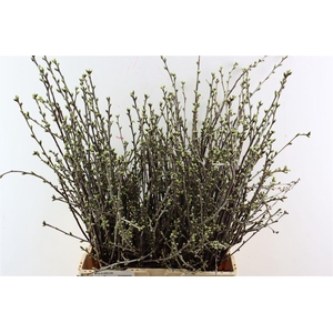 Prunus Ce Morel P Bos