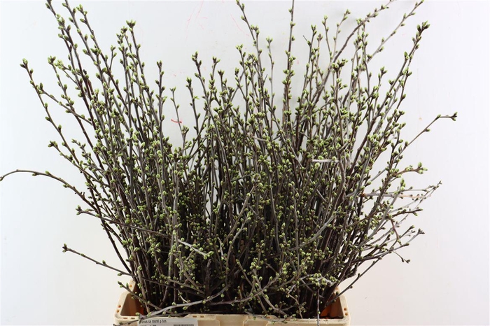 <h4>Prunus Ce Morel P Bos</h4>