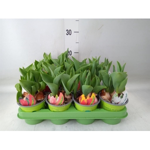 Tulipa   ...mix 4