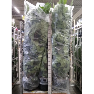 Philodendron bipennifolium