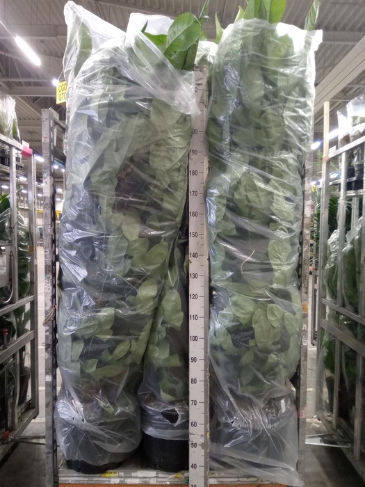 <h4>Philodendron bipennifolium</h4>