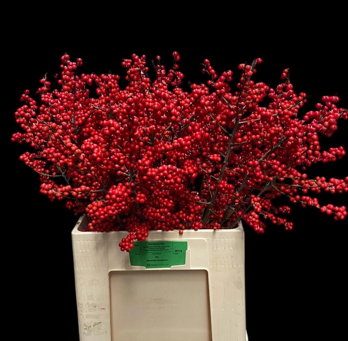 <h4>ILEX VE RODE BES</h4>