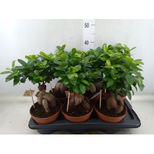 Ficus microcarpa 'Ginseng'