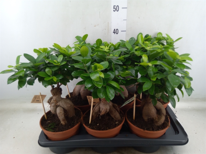 <h4>Ficus microcarpa 'Ginseng'</h4>