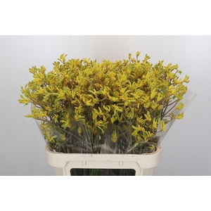 Anigozanthos Bush Down