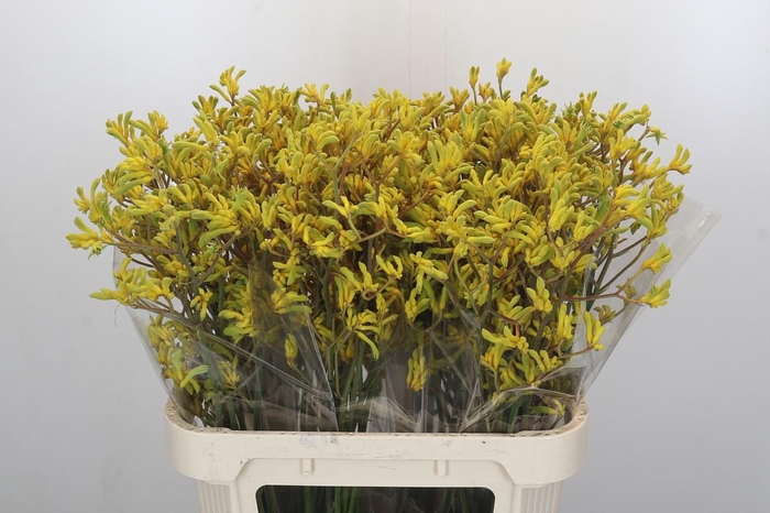 Anigozanthos Bush Down