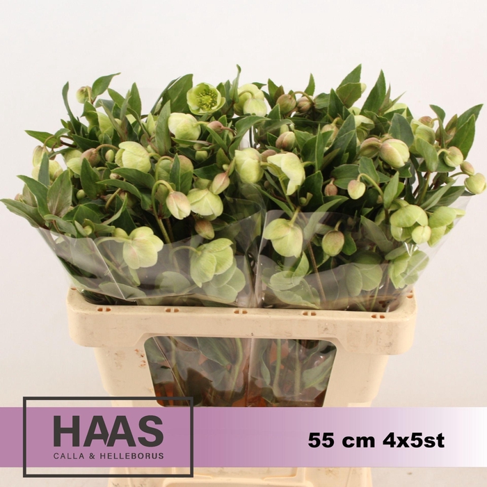 <h4>HELLEB MAGNIF BELLS 4 X 5st.</h4>