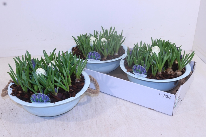 <h4>ARR MUSCARI</h4>