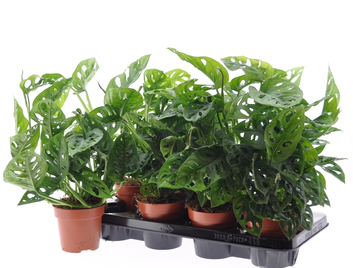 <h4>MONSTERA ADANSONII</h4>