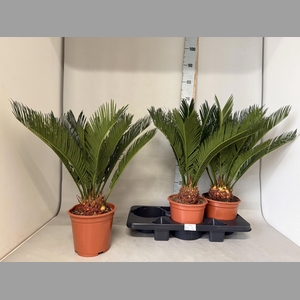 CYCAS REVOLUTA