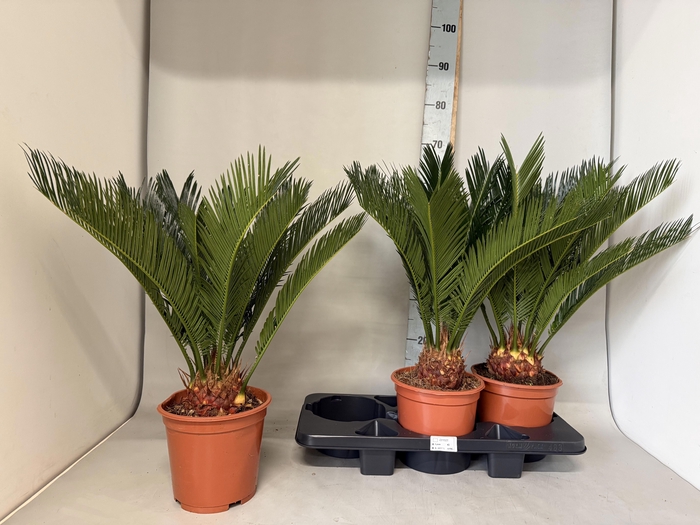 <h4>CYCAS REVOLUTA</h4>