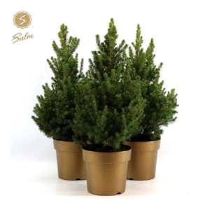 Picea gl. 'December'® P19 40/50 in Pot Gold