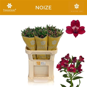 Alstroemeria Noize 90gr, jong gewas