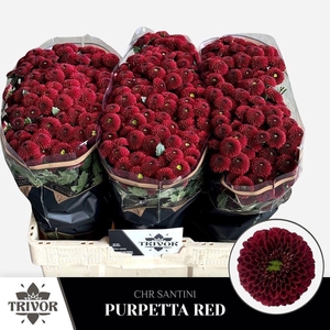 CHR S AAA PURPET RED