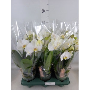 Phalaenopsis  'Spirit White'