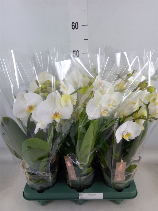 <h4>Phalaenopsis  'Spirit White'</h4>