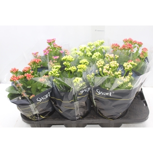 KALANCHOE DOBRADO P15
