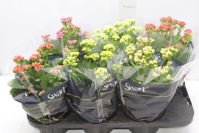 <h4>KALANCHOE DOBRADO P15</h4>