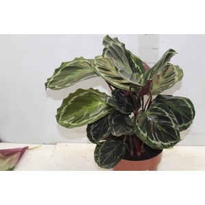 CALATHEA MEDALLION P17