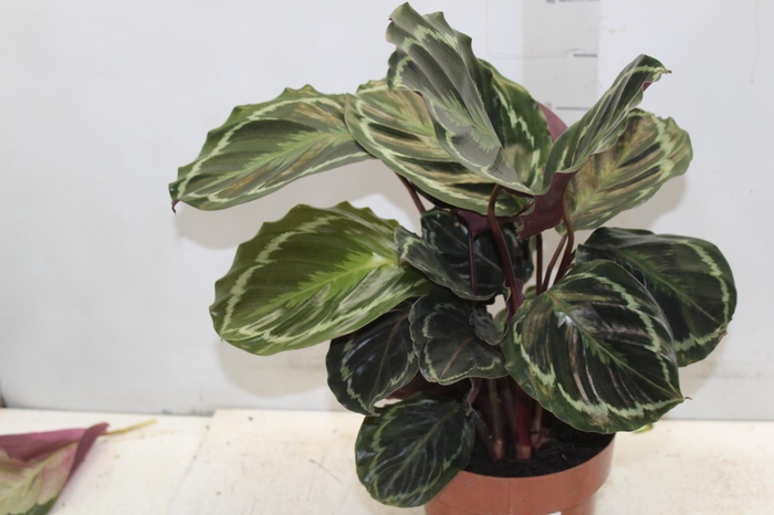<h4>CALATHEA MEDALLION P17</h4>