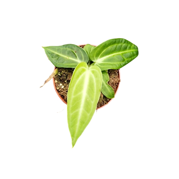 <h4>Anthurium Villenaorum</h4>