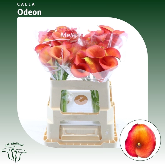 <h4>Calla Odeon</h4>