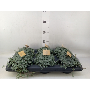 Pilea glaucophylla 'Greyzy'