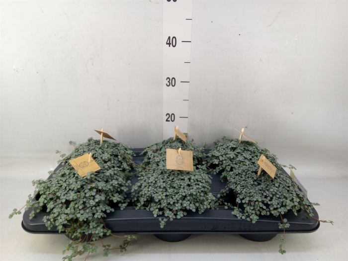 <h4>Pilea glaucophylla 'Greyzy'</h4>