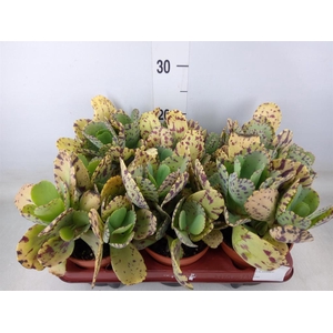 Kalanchoe NF marmorata