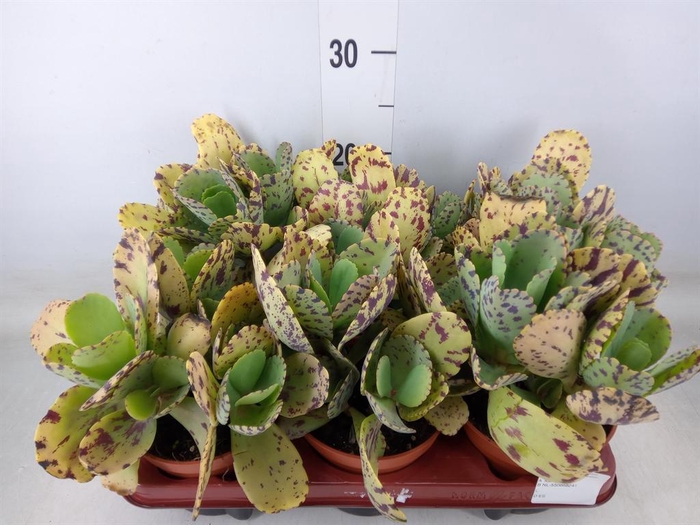 <h4>Kalanchoe NF marmorata</h4>