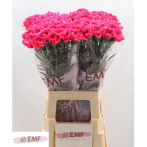 DI ST CHERRY DAMASC+